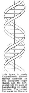 DNA_WC